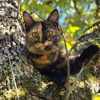 Hannah Schultz Craig 